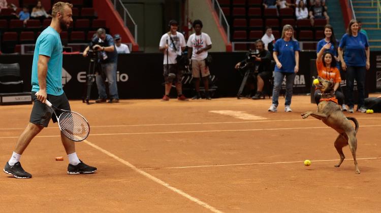 Cães ajudam tenistas no Brasil Open de Tênis - Marcelo Zambrana/DGW Comunicação - Marcelo Zambrana/DGW Comunicação