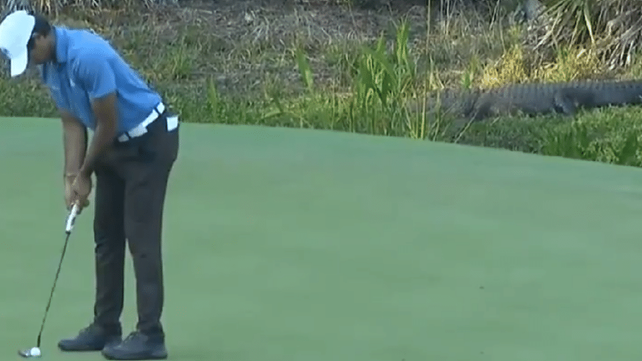 O aligátor observando uma tacada, durante o torneio em seu habitat - Reprdução/Twitter/PGA Tour
