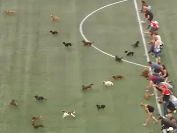 Corrida de cães salsichas diverte torcedores em jogo no Canadá; assista
