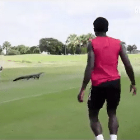 Jacaré invade gramado durante treinamento do novo time de Soteldo - Reprodução/Youtube
