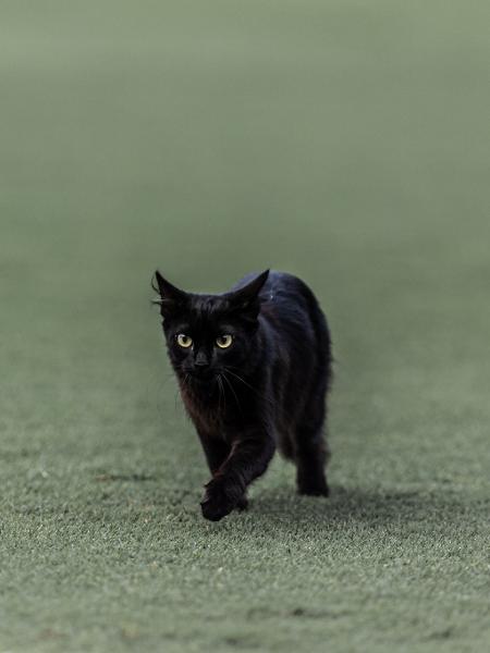 Gato invade o gramado na Vila Belmiro em jogo entre Santos e Atlético-MG