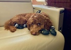 Vida luxuosa de cachorro de estimação rouba a cena em série sobre golfistas - Reprodução/Instagram @koa.the.doodle