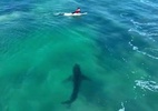 Tubarão é filmado próximo de surfistas durante treino na África do Sul - Reprodução/Twitter