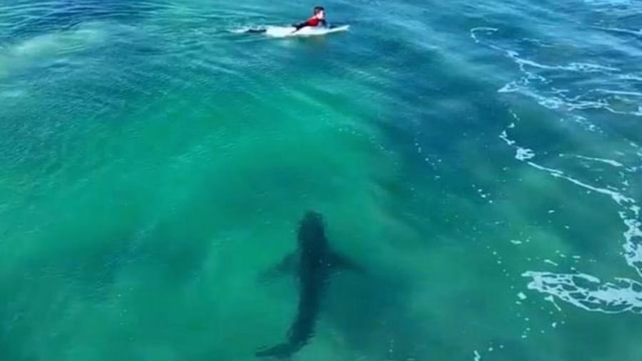 Tubarão avistado próximo a surfista