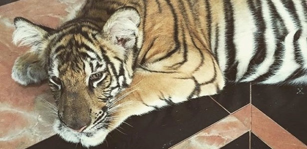 Tigre Faiq Bolkiah - Reprodução/Instagram - Reprodução/Instagram