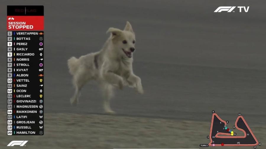 Cachorro passeia pelo circuito do Bahrein durante trieno livre - Reprodução/F1