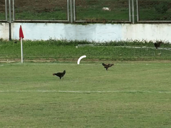 Os animais que já invadiram o campo