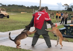 Marinha investiga vídeo de cães atacando 