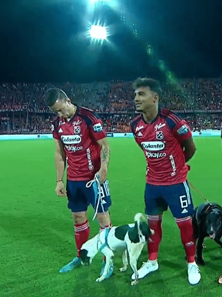 Cachorro faz xixi na perna de jogador durante o hino nacional