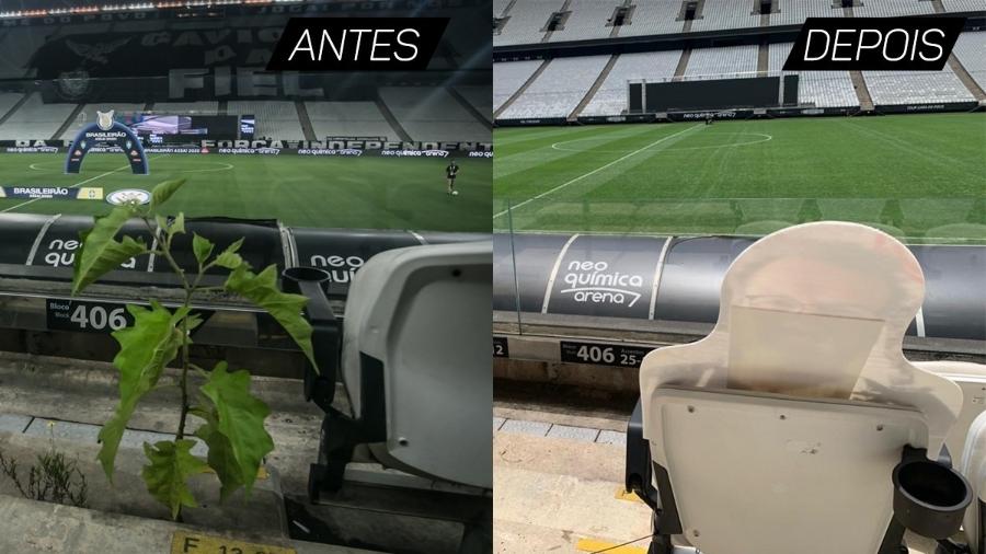 Chuvas e falta de público fizeram surgir uma pequena planta nas cadeiras do estádio do Corinthians - Reprodução/Twitter