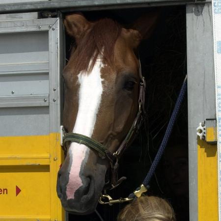 O cavalo Otterongo van de Kopshoef, que ficou em quarto lugar nos Jogos Olímpicos de Sidney em 2000