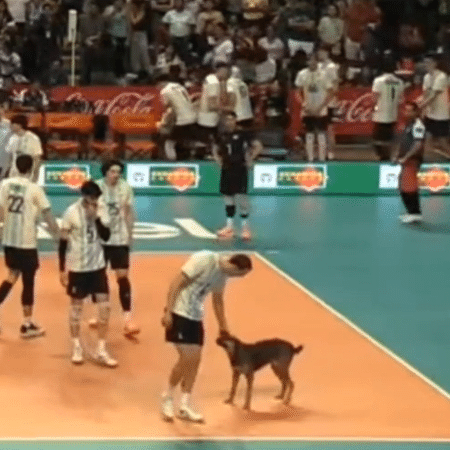 Cachorro invade a quadra na final da Copa Sul-Americana masculina de vôlei