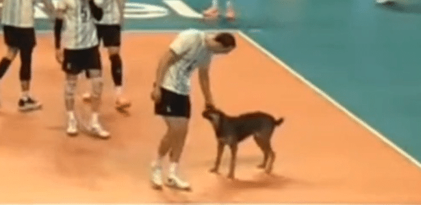 Cachorro invade a quadra na final da Copa Sul-Americana de vôlei