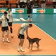 Cachorro invade a quadra na final da Copa Sul-Americana de v&ocirc;lei