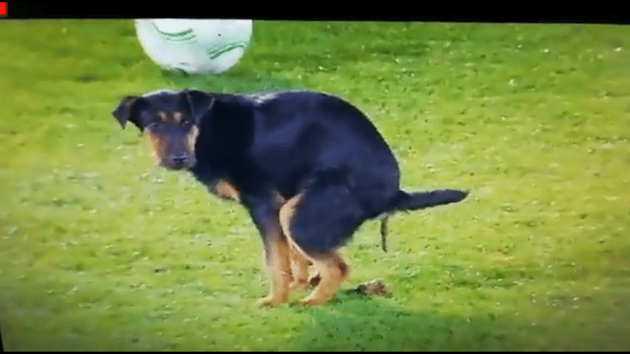 Cachorro invade campo em jogo da Conference League - Reprodução/Twitter