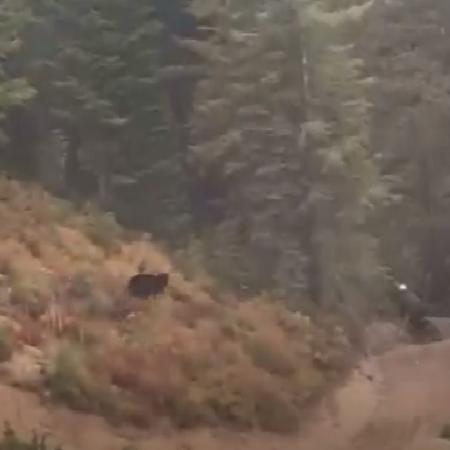 Ciclista foge de urso em Montana, nos Estados Unidos - Reprodução