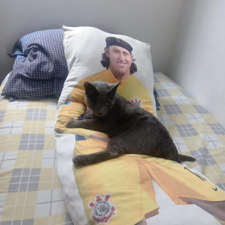 Gato de Fernanda gosta de deitar no travesseiro gigante estampado de Cássio