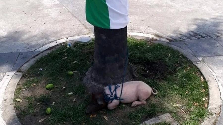 Foto do animal que estava amarrado em frente ao Maracanã - Reprodução/Instagram