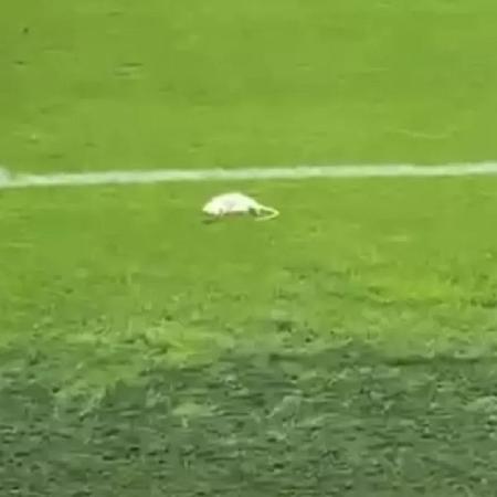 Ratos mortos foram atirados no gramado durante partida entre Brondby e Copenhague, pelo Campeonato Dinamarquês