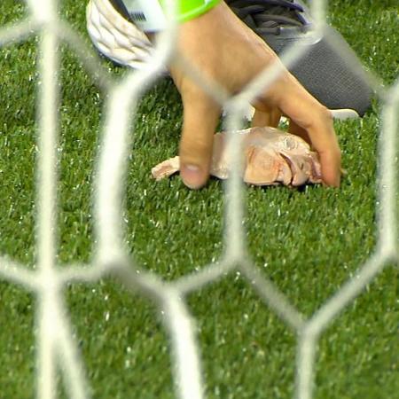 Palmeiras será julgado por STJD após torcida arremessar uma cabeça de galinha no campo em jogo contra o Corinthians Palmeiras será julgado por STJD após torcida arremessar uma cabeça de galinha no campo em jogo contra o Corinthians