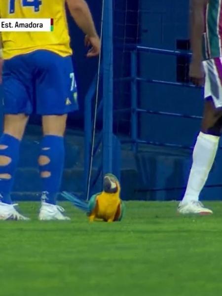 Uma arara fez uma partida em Portugal ser paralisada  - Reprodução
