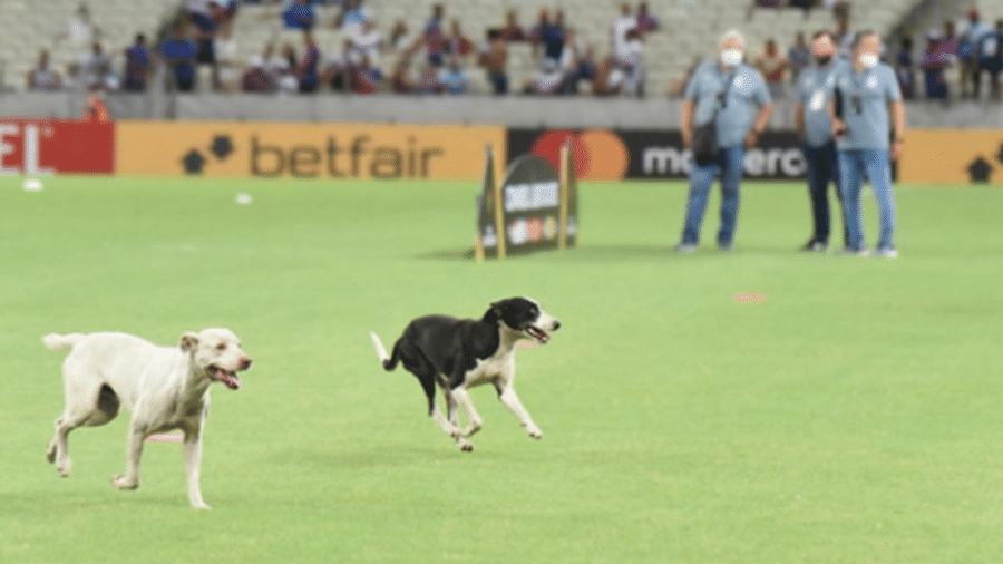 Cachorros invadem o gramado do Castelão antes de jogo entre Fortaleza e Alianza Lima - Reprodução/Twitter