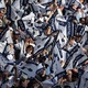 Torcedores do Tottenham reservam hot&eacute;is para atrapalhar rivais na Champions