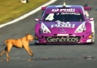 Cachorros invadem pista e quase são atropelados em treino na Stock Car - Luca Bassani/MF2