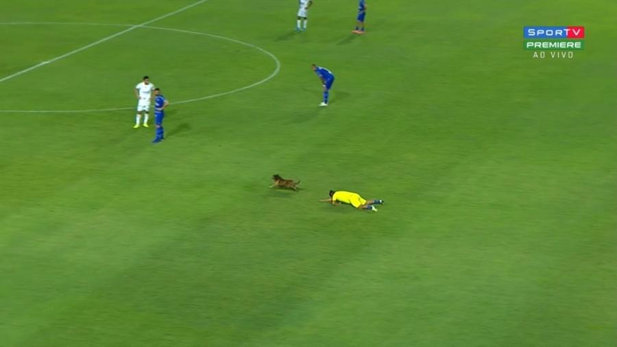 25.ago.2019 - Cachorro invade o campo e derruba gandula em jogo do CSA contra o Cruzeiro - Reprodução/Sportv