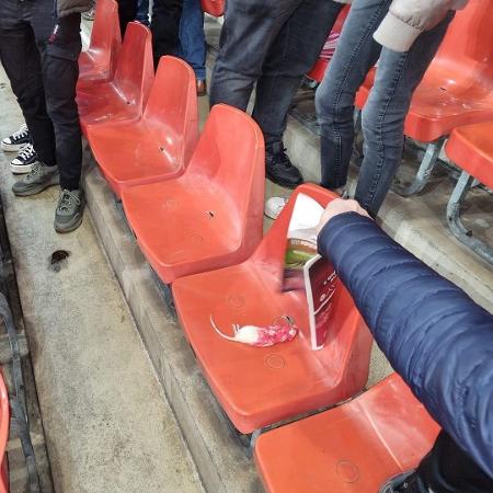 Torcedores do Charleroi jogaram ratos mortos em direção à torcida do Standard Liege, na Bélgica - Standard de Liège - Supporters/Facebook