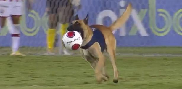 Cachorro invade campo e rouba bola durante jogo de futebol no México