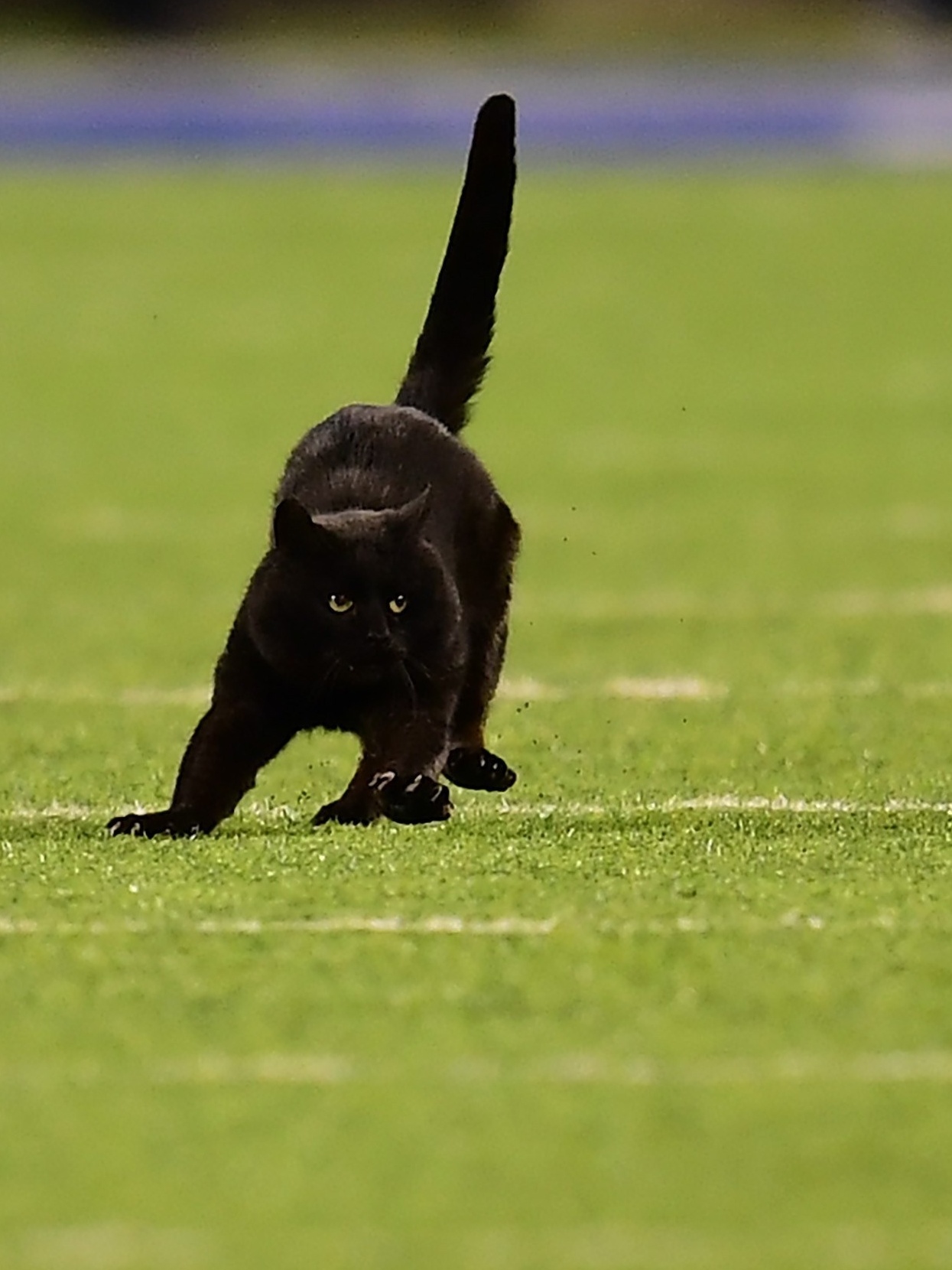 Gato preto invade jogo de futebol e leva torcedores ao delírio
