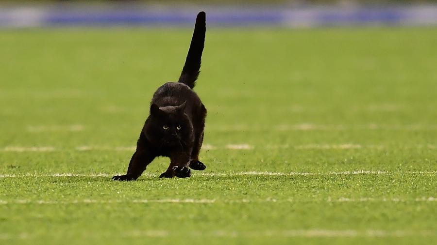 Gato preto invade campo durante New York Giants x Dallas Cowboys - Emilee Chinn/Getty Images/AFP