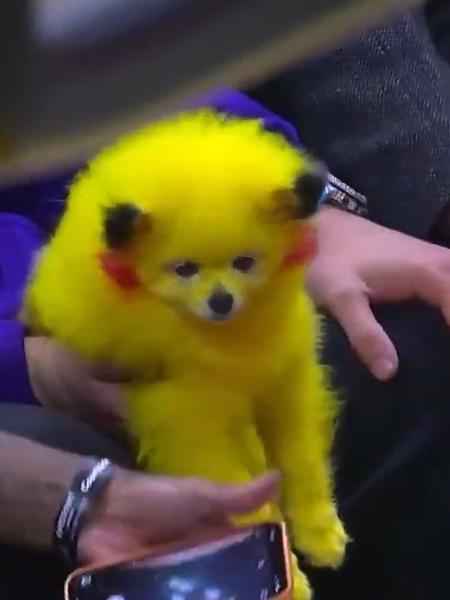 Cachorro aparece pintado de amarelo e vermelho em jogo da NBA, em alusão à Pikachu - Reprodução/Twitter