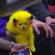 Pikachorro? Doguinho tingido de Pikachu rouba a cena na NBA; veja