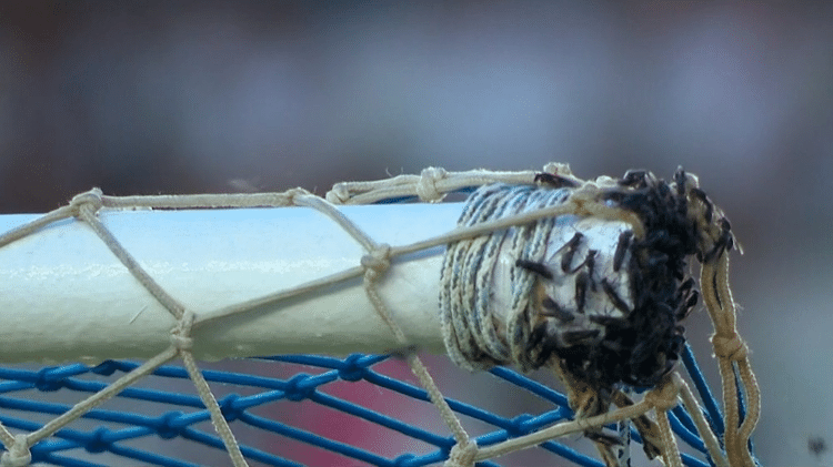 Marimbondos se aglomeram em trave do Moacyrzão durante jogo do Botafogo - Reprodução / Sportv - Reprodução / Sportv