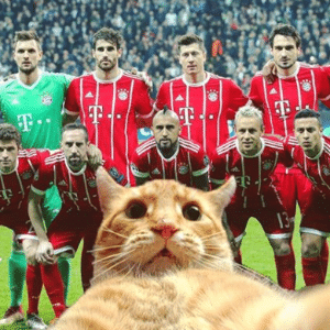 O gato invasor tira "selfie" com os jogadores do Bayern de Munique - Reprodução/Instagram