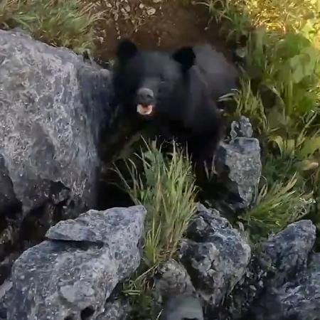 Alpinista foi atacado por urso no Japão - Reprodução/YouTube