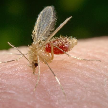 O mosquito-palha, transmissor da leishmaniose - Reprodução