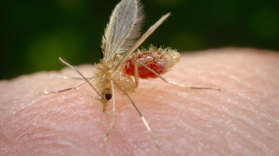 O mosquito-palha, transmissor da leishmaniose - Reprodução
