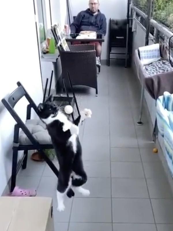Gato "mata bola no peito" em vídeo do TikTok e viraliza entre internautas