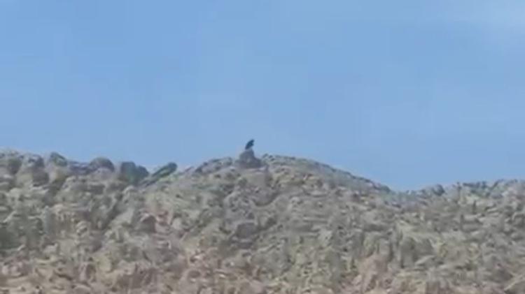 Torcedor do Flamengo tatuou título antes da final da Libertadores