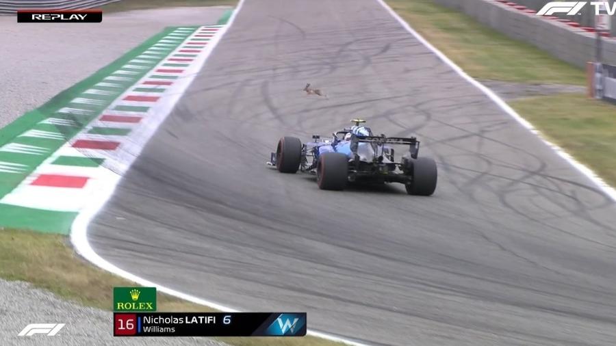 Coelho invade pista de Monza e quase é atropelado por piloto da Williams - Reprodução/Twitter