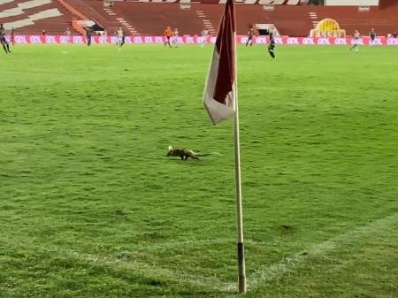 Pré-Copa do Nordeste: gato invade campo e rouba a cena em partida