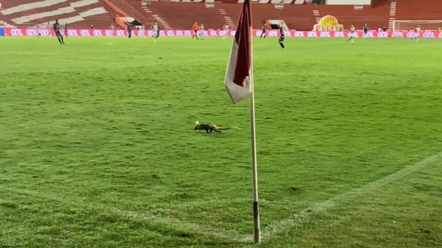 Timbu invade gramado em vitória do Náutico na Copa do Nordeste - Reprodução/Twitter