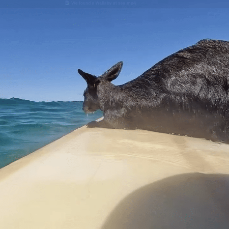 Wallaby é resgatado por surfistas na Austrália