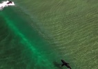 Tubarão branco acompanha de perto manobra de surfista na Califórnia; veja - Reprodução/Instagram