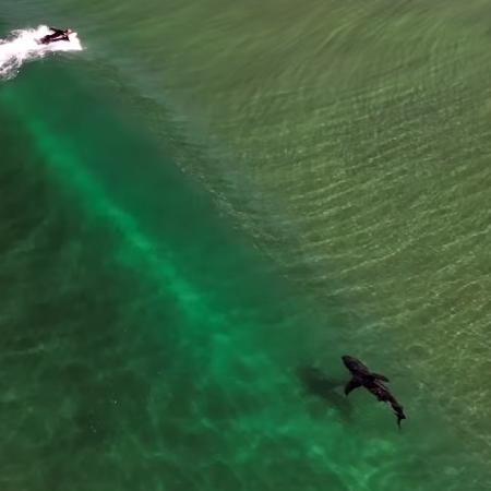 Tubarão branco próximo a surfista na Califórnia
