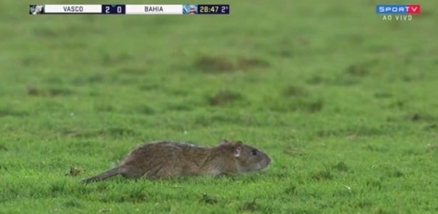 Rato é flagrado no gramado de São Januário em jogo entre Vasco e Bahia - reprodução/SporTV