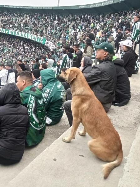 Cachorro que ficou famoso por assistir ao jogo do Coritiba é adotado pelo clube - Reprodução/Twitter